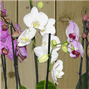 https://bonovo.isisflor.com/fileuploads/Produtos/Plantas Naturais/thumb__Isisflor_Choice_Orquidea_03.png